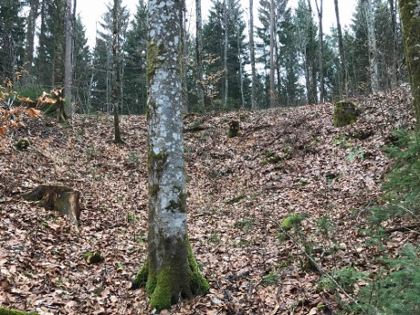 messerschmitt bf110 crashsite, tuttlingen tours, ww2 tours germany