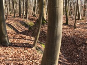 westwall tours, siegfried line tours, ww2 tours luxembourg, spicheren, german westwall bunkers, german war trenches, dragons teeth