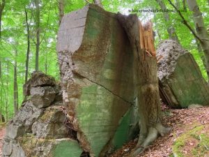 hurtgenwald tours, hurtgen forest guided tours, aachen tours, ww2 tours, ww2 guided tours, roetgen, german ww2 bunkers, gressenich ww2, krewinkel ww2, german trenches ww2, ww2 battle tours, ww2 battlefield tours